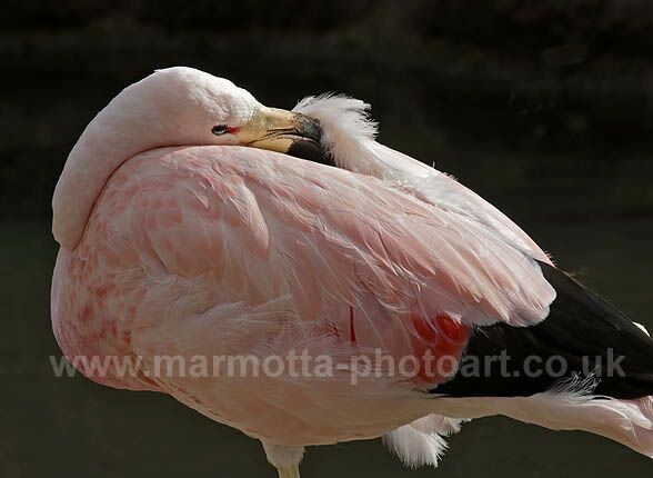 Click to See Next Image