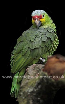 Click to See Next Image