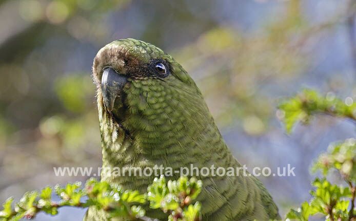 Click to See Next Image