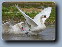 Click to Enlarge