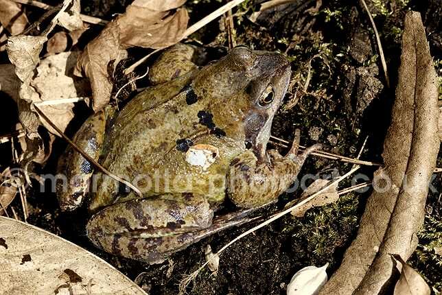 Click to See Next Image