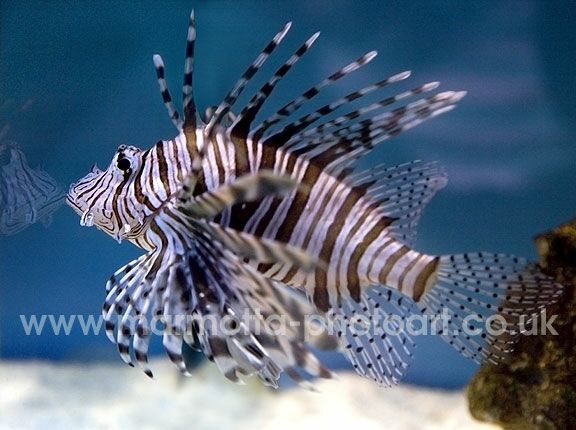 Click to See Next Image