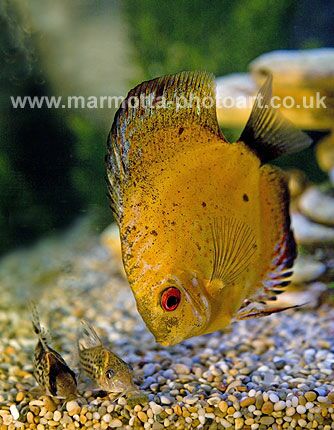 Click to See Next Image