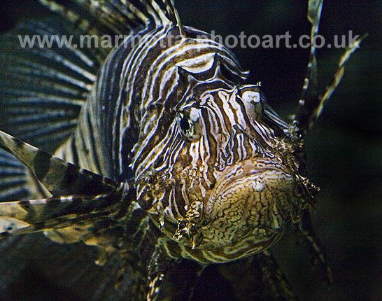 Click to See Next Image