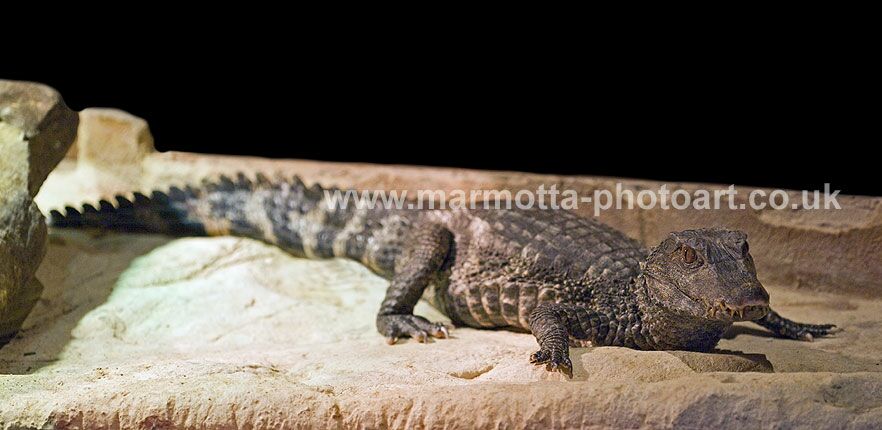 Click to See Next Image