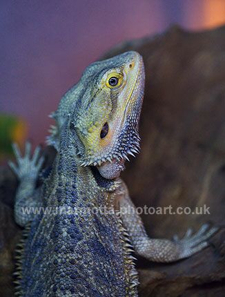 Click to See Next Image