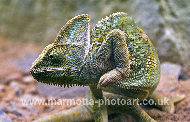 Click to See Next Image