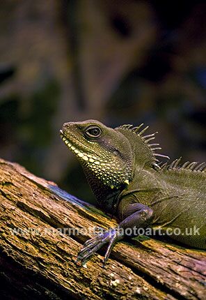 Click to See Next Image