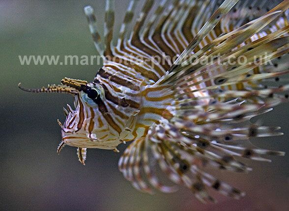 Click to See Next Image