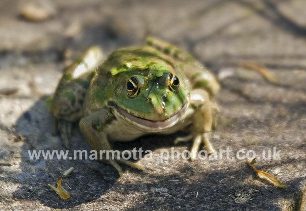 Click to See Next Image