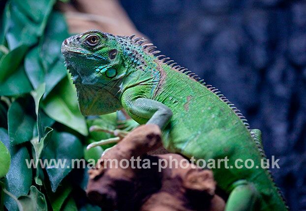 Click to See Next Image