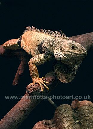 Click to See Next Image