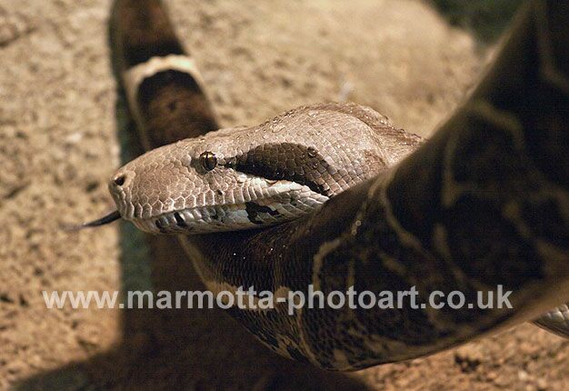 Click to See Next Image