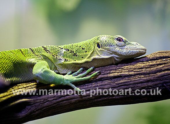 Click to See Next Image