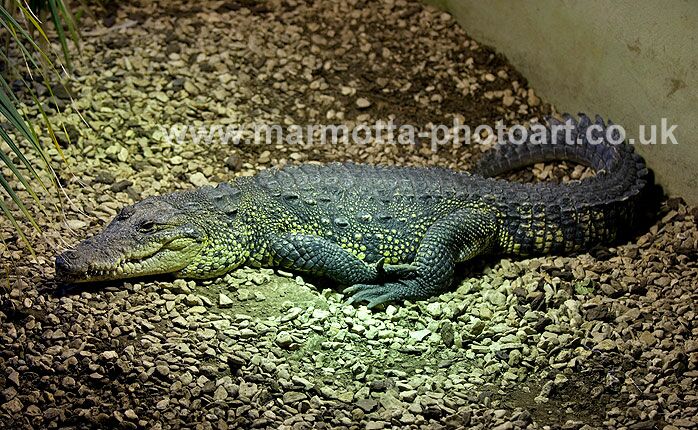 Click to See Next Image