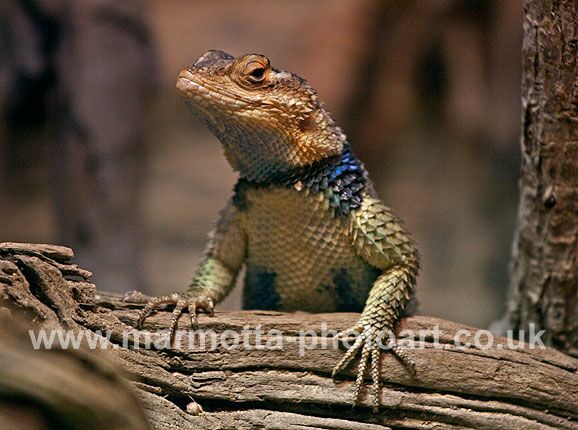 Click to See Next Image