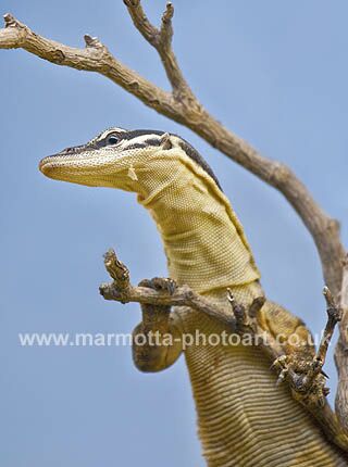 Click to See Next Image