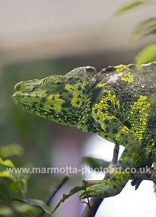 Click to See Next Image