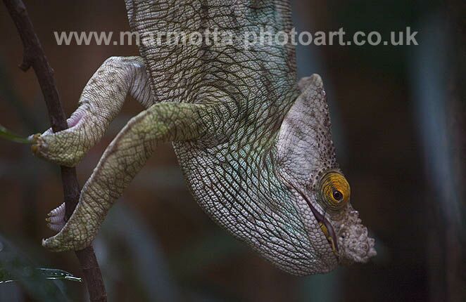 Click to See Next Image