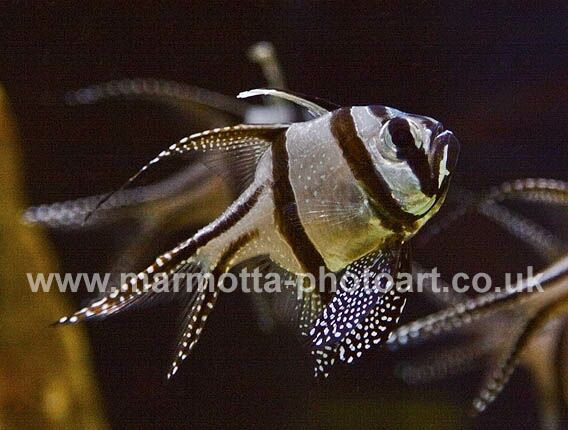 Click to See Next Image