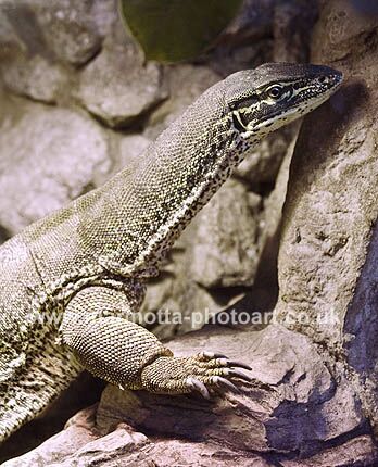 Click to See Next Image