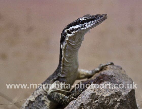 Click to See Next Image