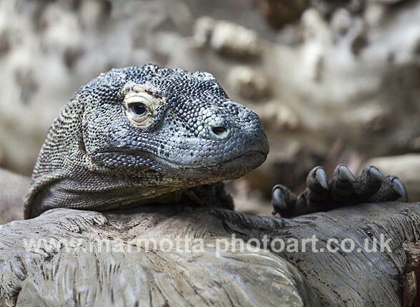 Click to See Next Image