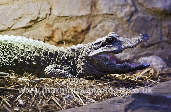 Click to See Next Image