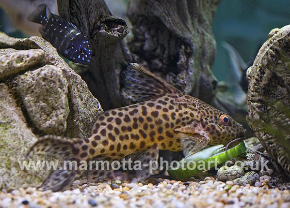 Click to See Next Image