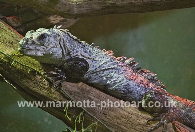 Click to See Next Image