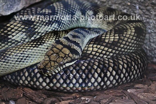 Click to See Next Image