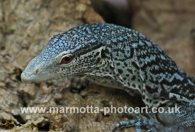 Click to See Next Image