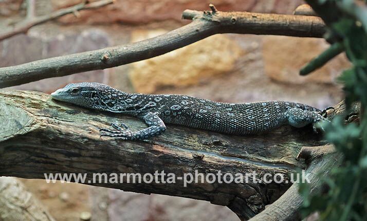 Click to See Next Image