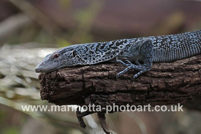 Click to See Next Image