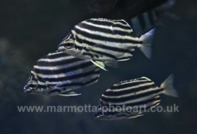 Click to See Next Image