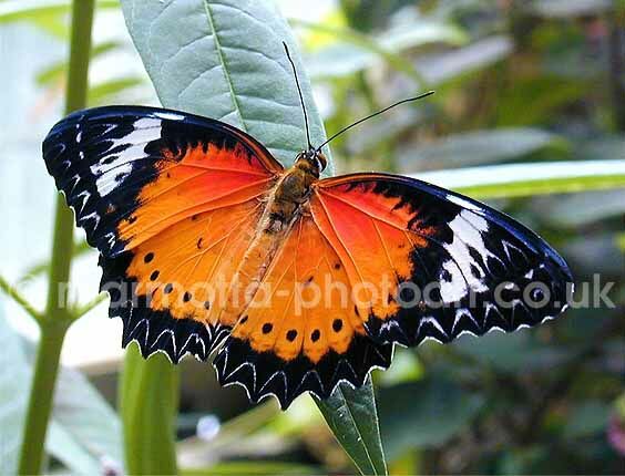 Click to See Next Image