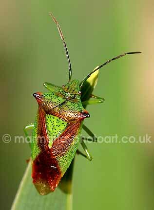 Click to See Next Image