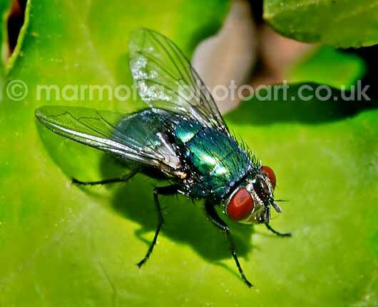 Click to See Next Image