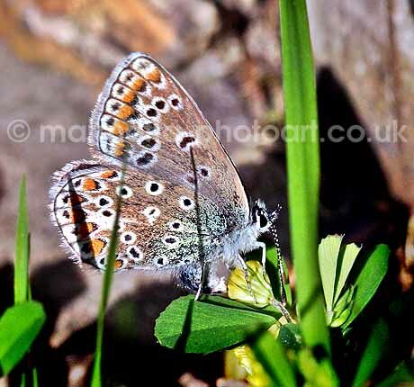 Click to See Next Image