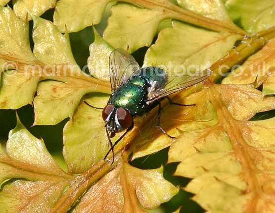 Click to See Next Image