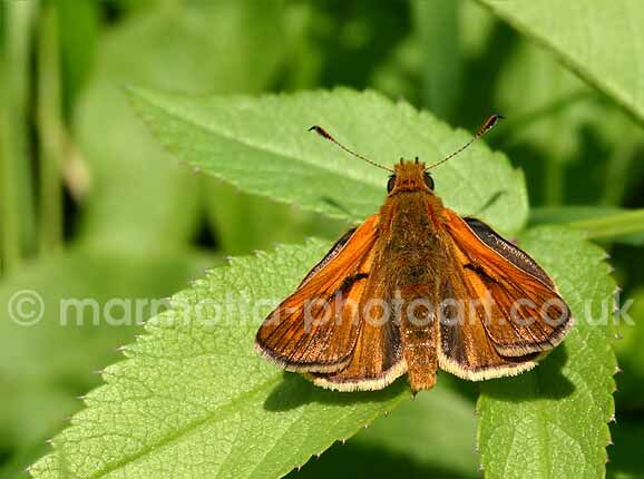 Click to See Next Image