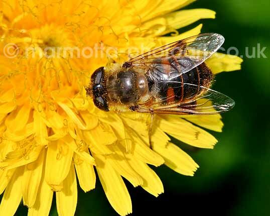 Click to See Next Image