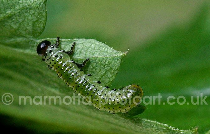 Click to See Next Image