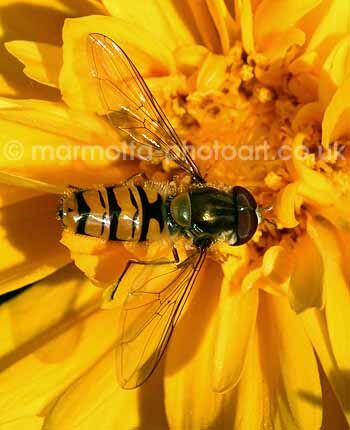 Click to See Next Image