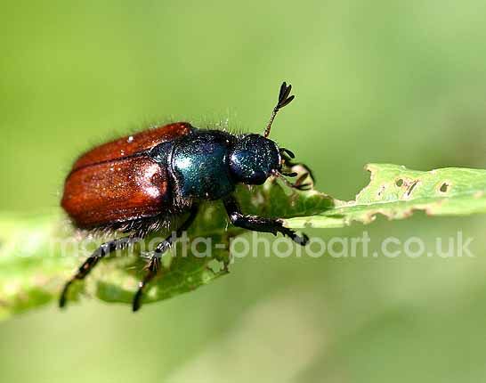 Click to See Next Image