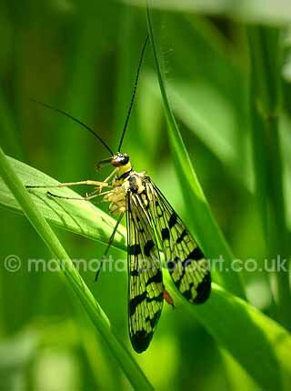 Click to See Next Image