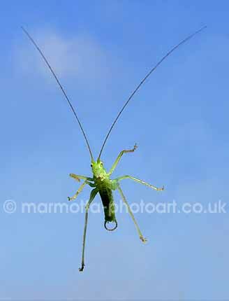 Click to See Next Image