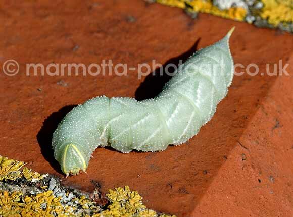 Click to See Next Image