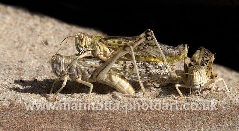 Click to See Next Image