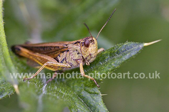 Click to See Next Image